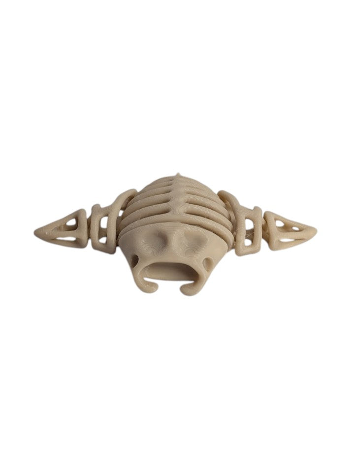 Skeleton Manta Ray