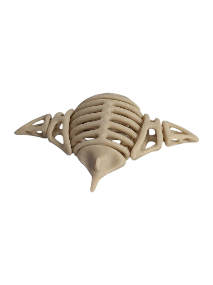 Skeleton Manta Ray